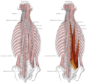 long dorsal muscles