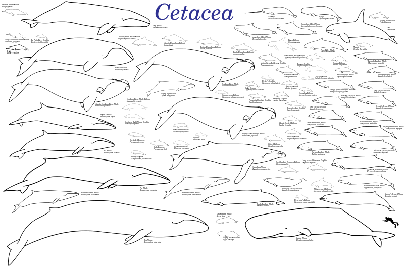 800px-Cetaceans.png