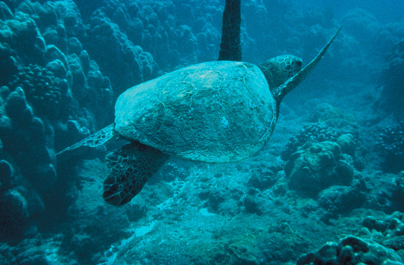 800px-Green-sea-turtle.jpg