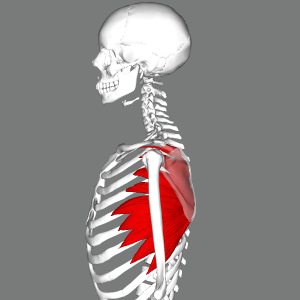 Serratus_anterior_muscles_lateral.png