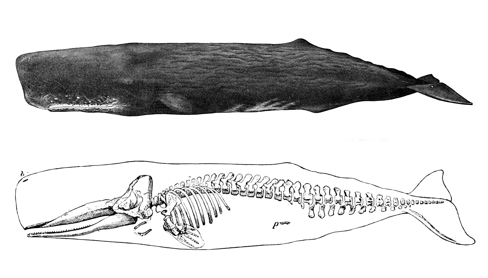 Sperm_whale_drawing_with_skeleton.jpg