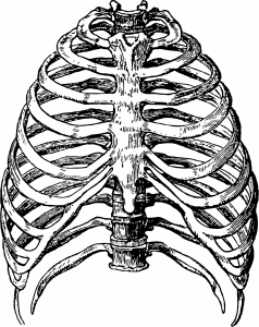 chest-ribcage-1443443499cpI.jpg