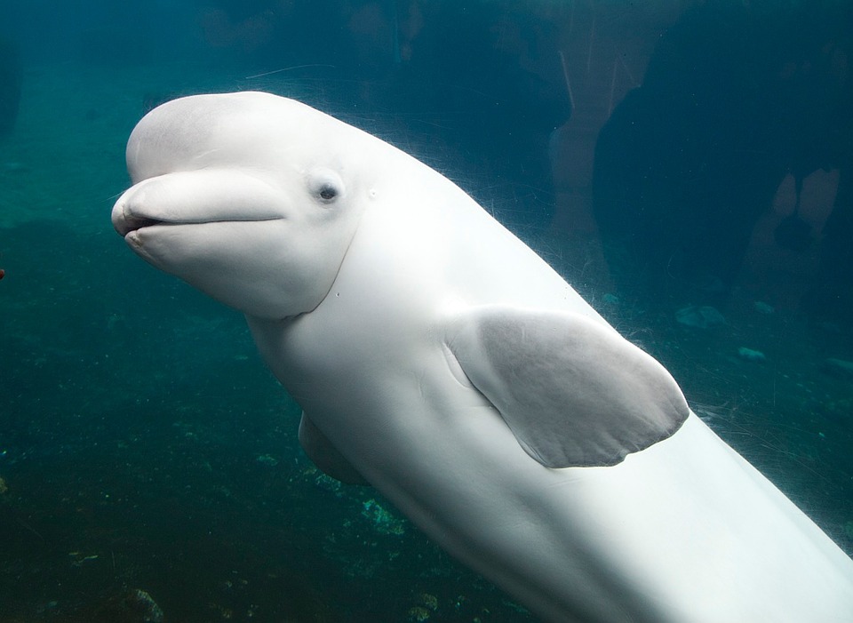 white-dolphin-1057362_960_720.jpg