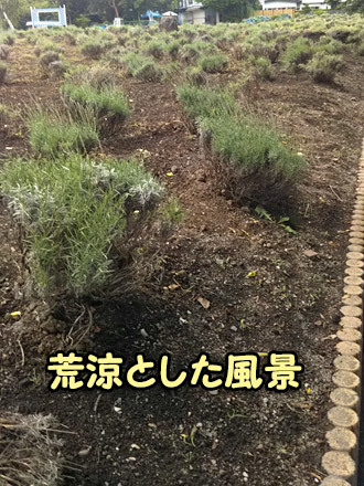 八木崎公園のラベンダーは咲いてない