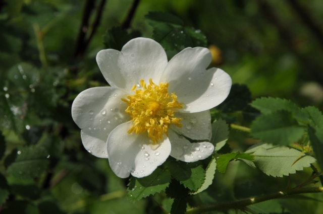Rosa.spinosissima Altaica