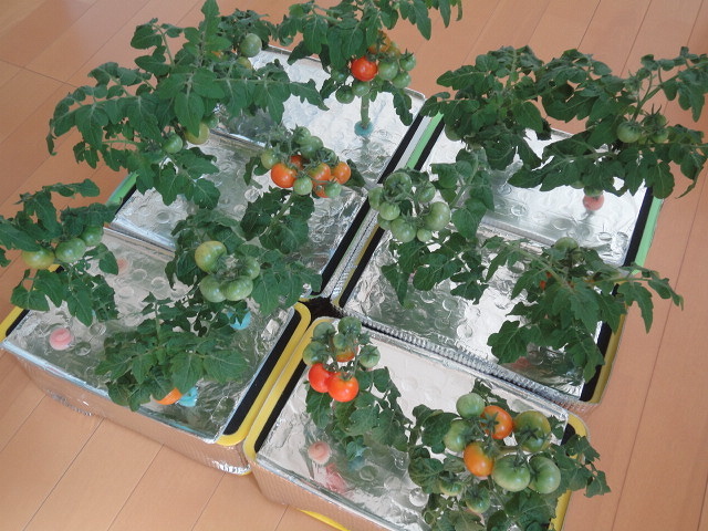 水耕栽培 ミニトマト レジナ 色づき始めたレジナ畑 水耕栽培 100円グッズで始めてみました