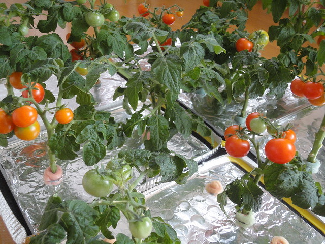 水耕栽培 ミニトマト レジナ 収穫中 また蕾現る
