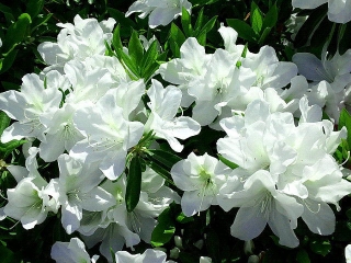 170430_4619 出先のバス停近くの花壇に咲いていた白ツツジVGA