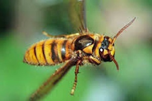 キイロスズメバチ
