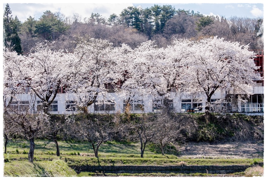廃工場に咲く桜