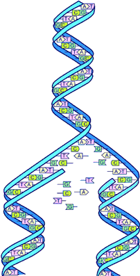 DNAの複製