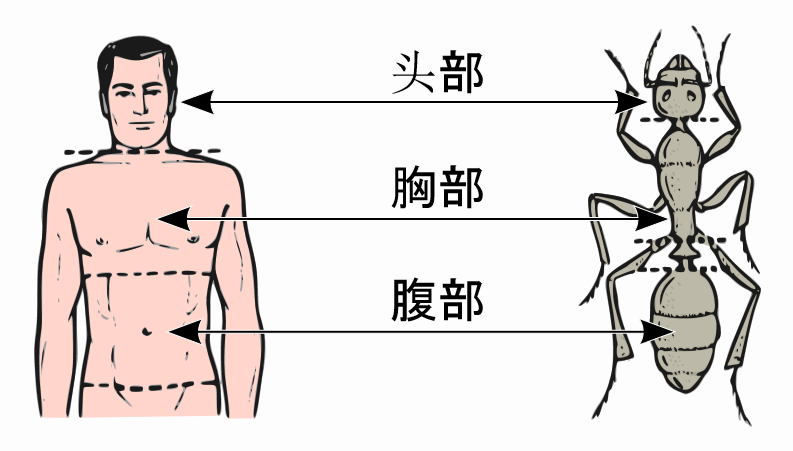 中央の矢印が、ヒトと外骨格を持つ生物のそれぞれの胸郭を示す