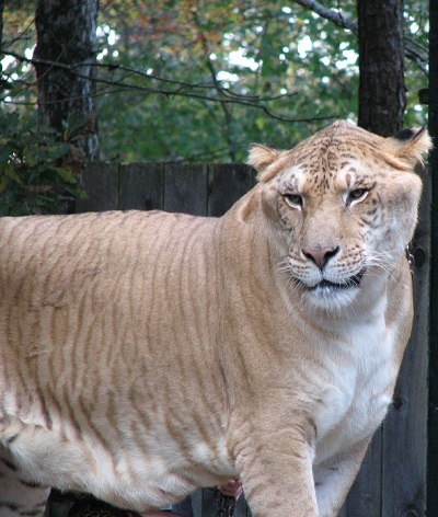 父がライオンで母がトラの雑種動物のライガー (Liger)
