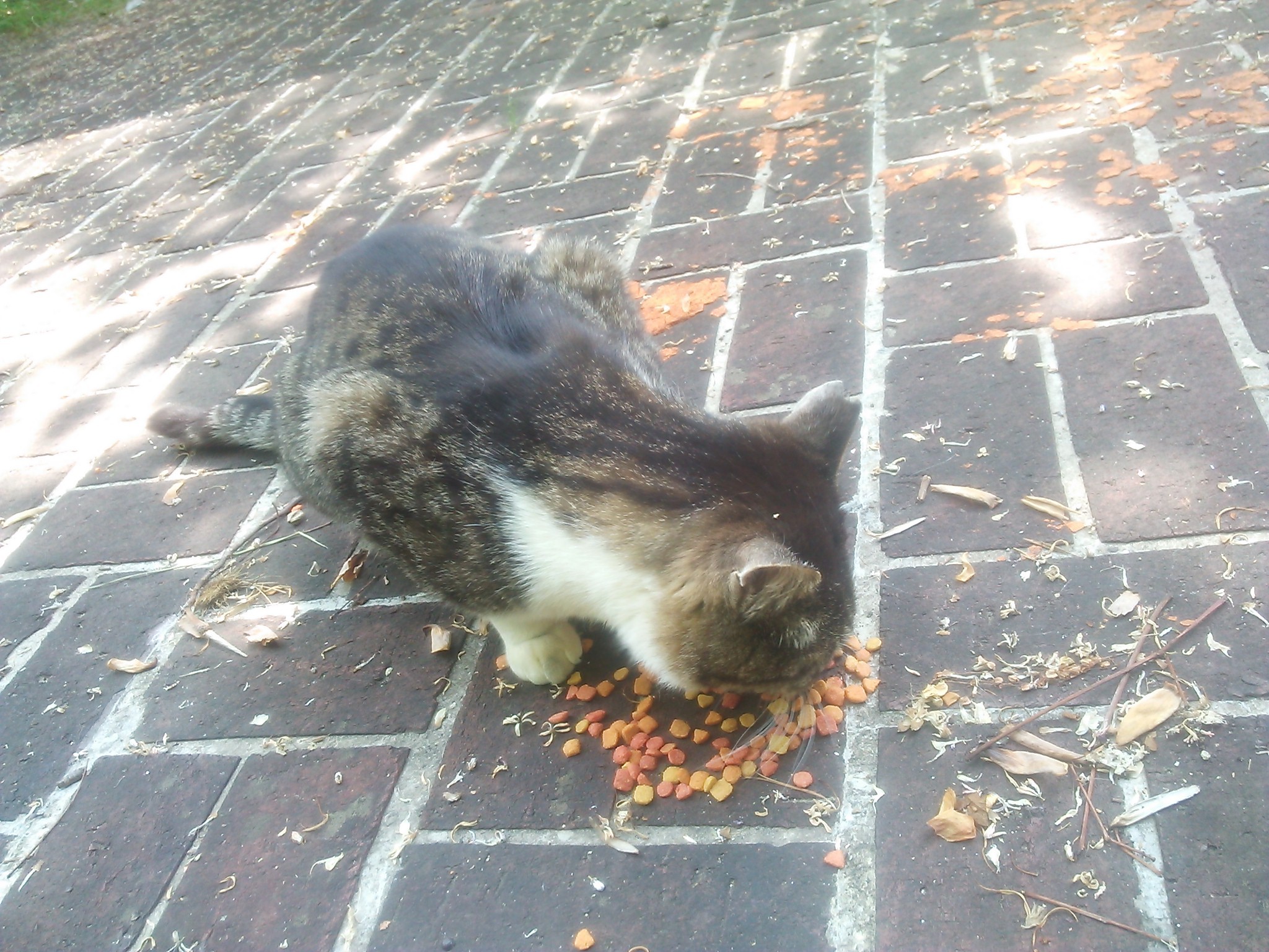 公園でご飯をもらってる猫/アグネス