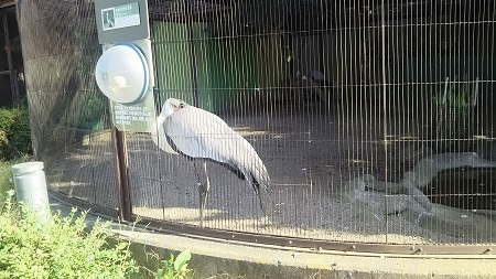 上野動物園8