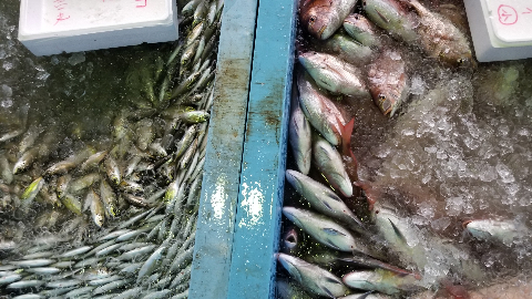 2018.10.4鮮魚4
