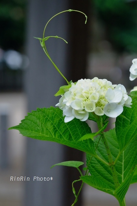 八幡神社の白紫陽花