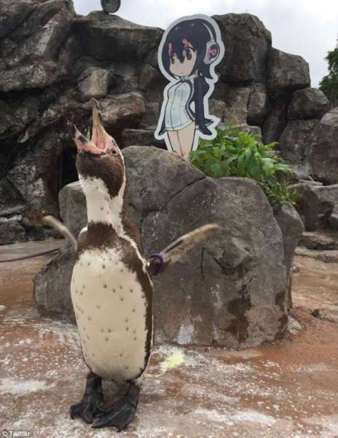 二次元少女キャラに恋をしてしまった日本のペンギンが話題に 海外の反応 こんなニュースにでくわした