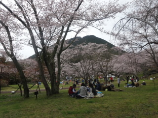 近江富士花緑公園の桜