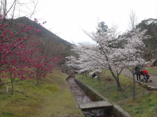 近江富士花緑公園の桜