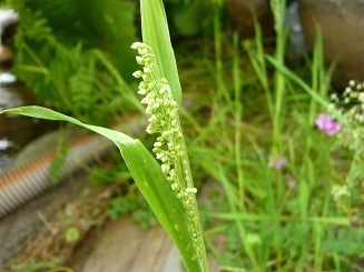 草笛は、スズメノテッポウ草の茎で